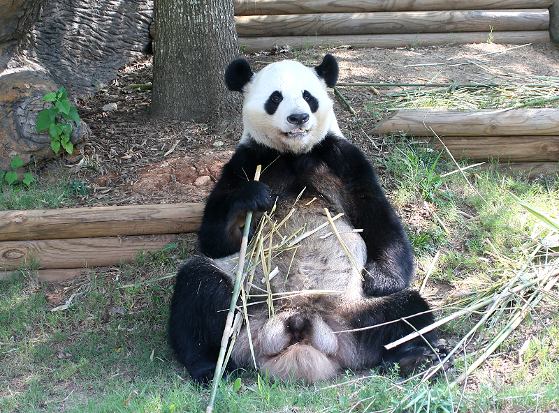 Yang Yang