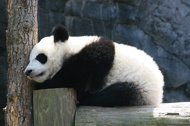 Mei Lan