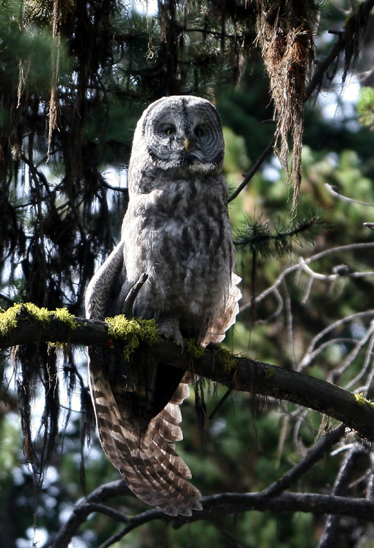 Great Gray Owl