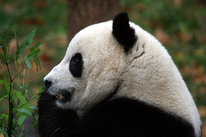 Tai Shan