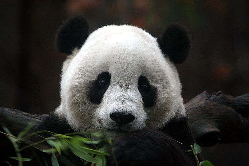 Tai Shan