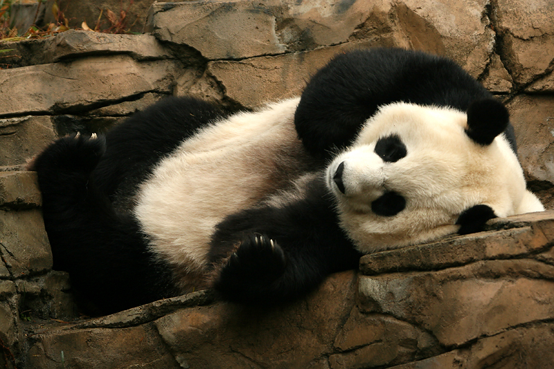 Mei Xiangs favorite sleeping spot
