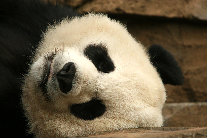 Mei Xiang
