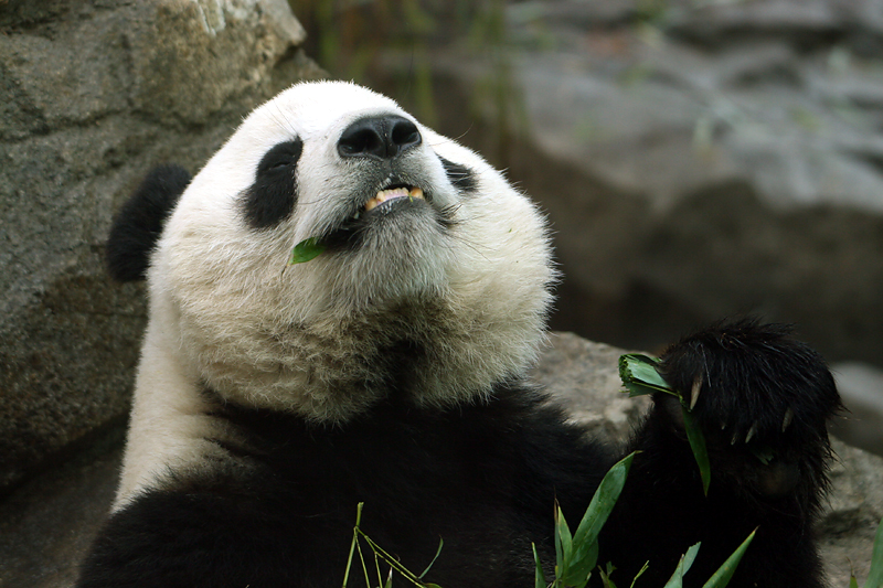 Tai Shan