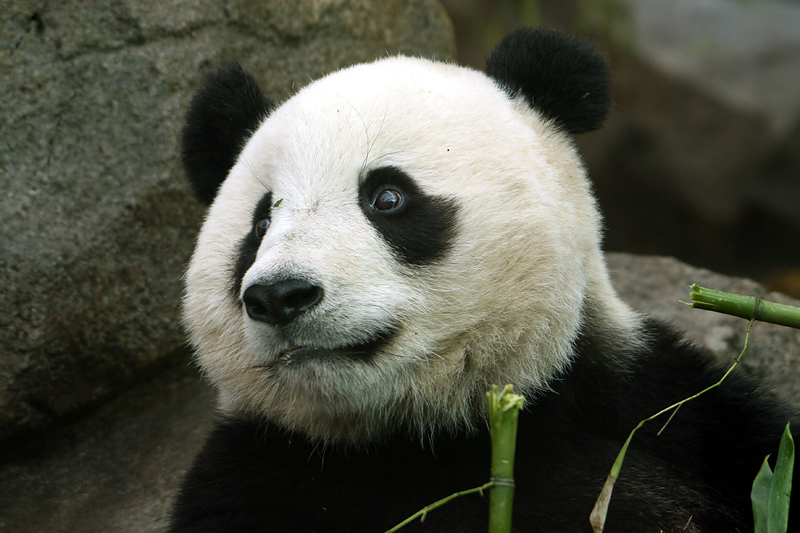 Tai Shan