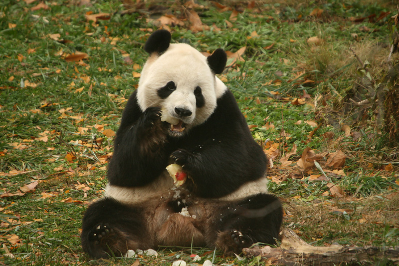Tian Tian