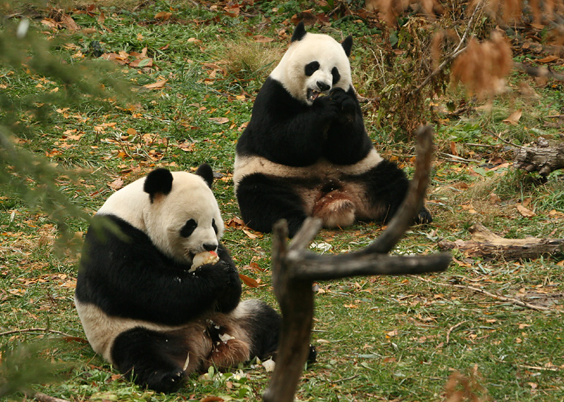 Mei Xiang & Tian Tian