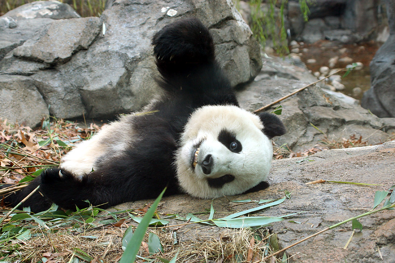 Tai Shan