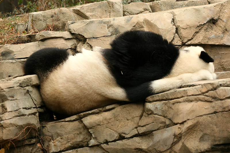 Mei Xiang
