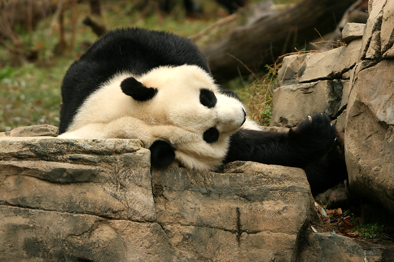 Mei Xiang