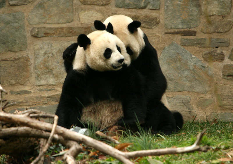 Mei Xiang & Tian Tian
