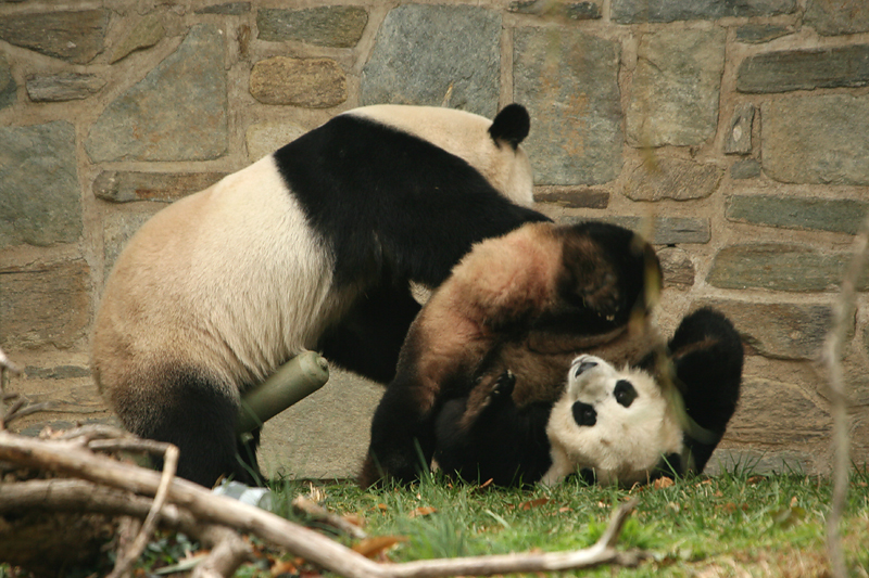 Mei Xiang & Tian Tian