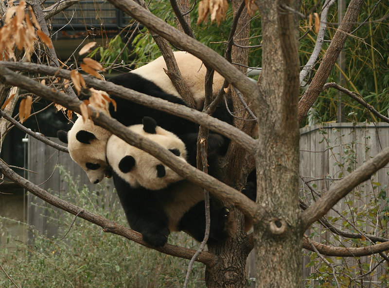 Mei Xiang & Tian Tian