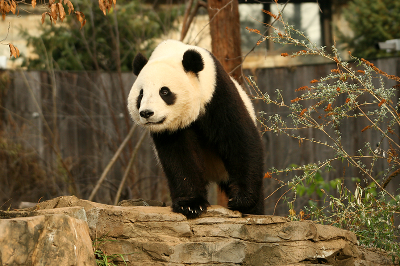 Tai Shan