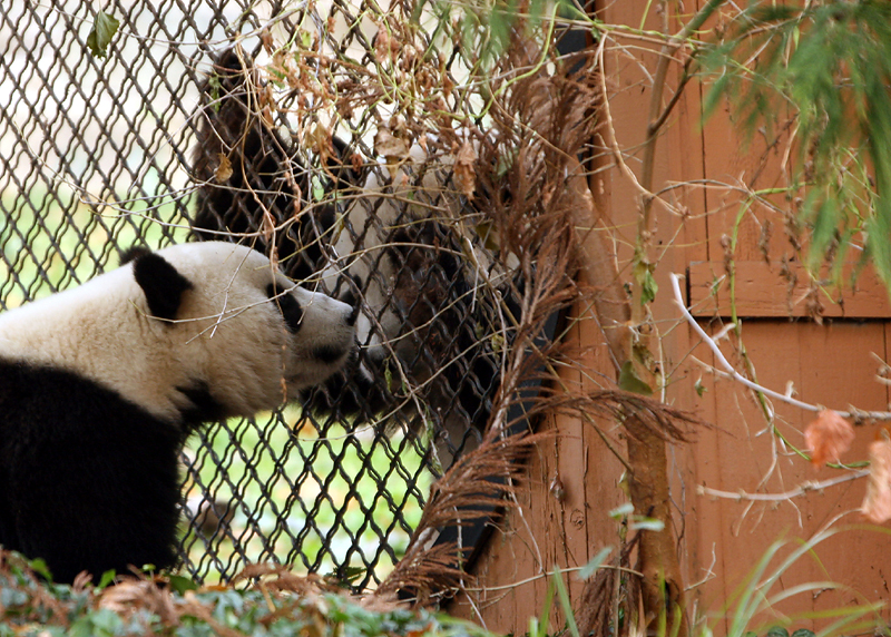 Tai Shan meeting his parents