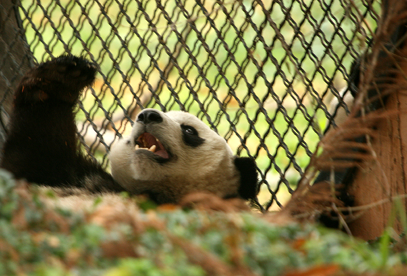 Tai Shan