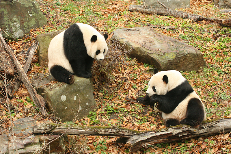 Mei Xiang & Tian Tian
