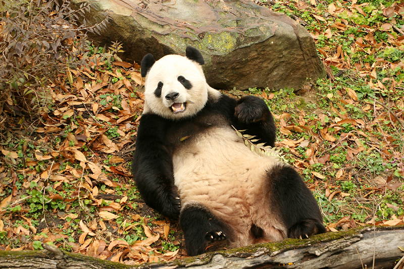 Tian Tian