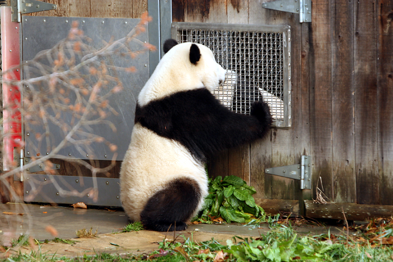 Tai Shan at the howdy window