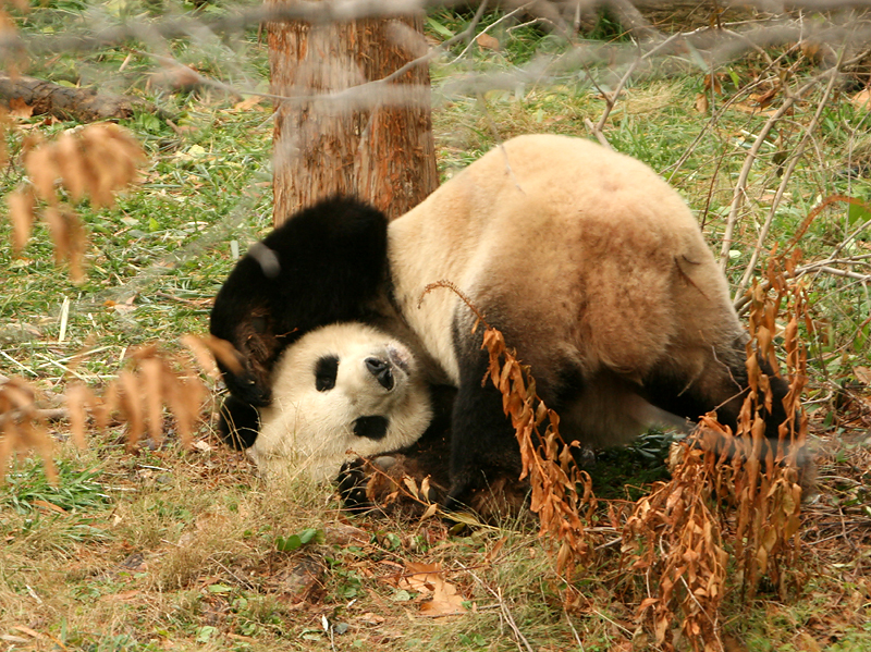 Goofy Tian Tian