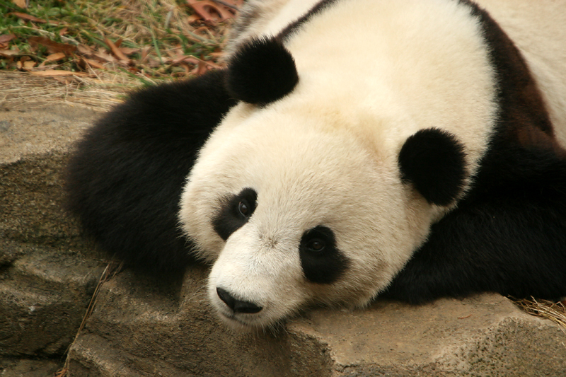 Tai Shan