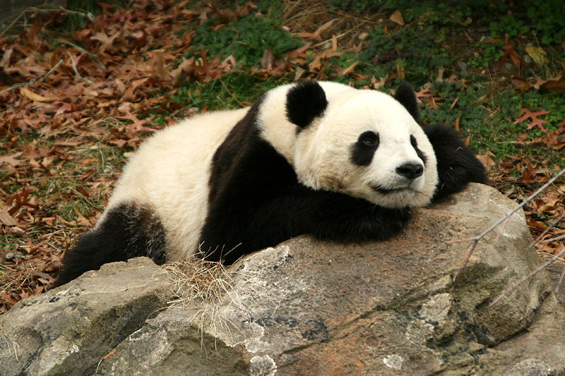 Tai Shan