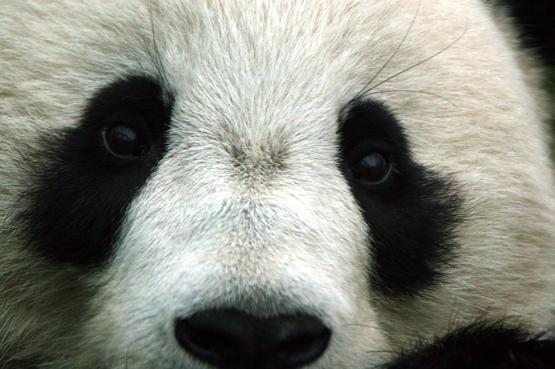 Tai Shan close up