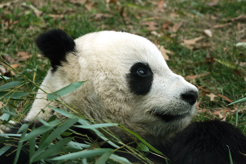 Tai Shan