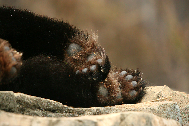 Mei Xiangs paws