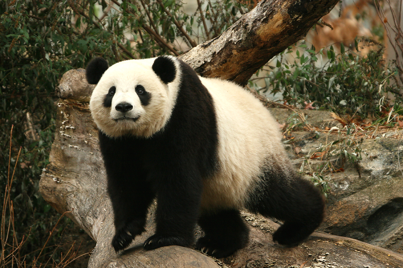 Tai Shan