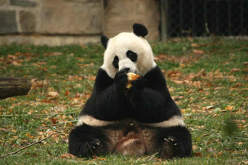 Mei Xiang with her fruitsicle