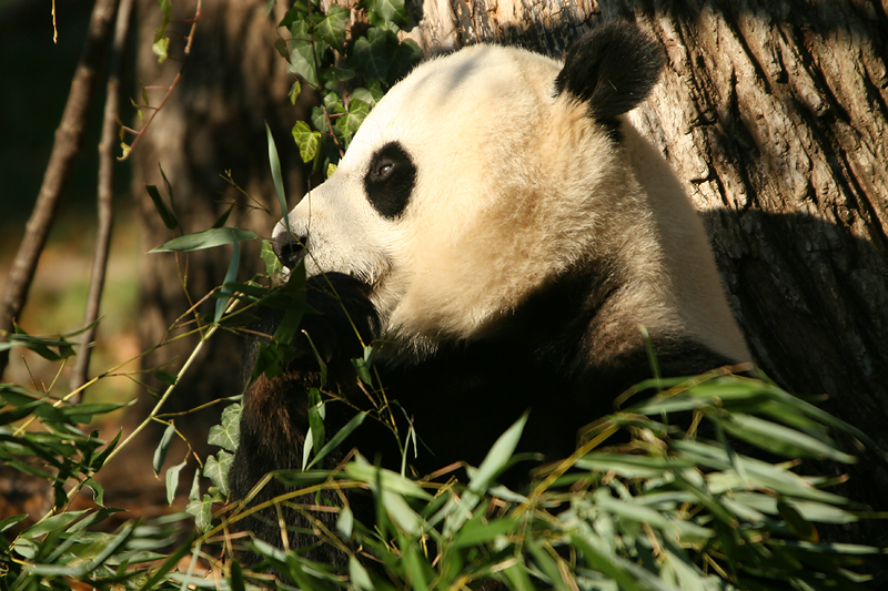 Mei Xiang