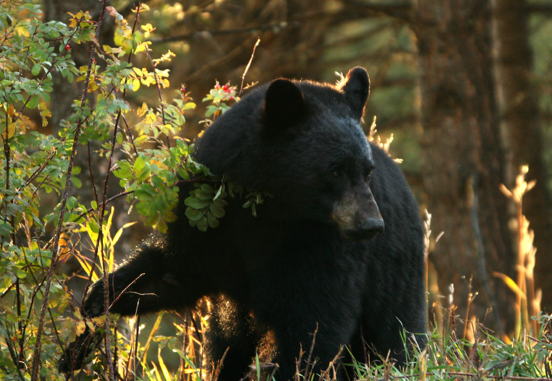 Black Bear