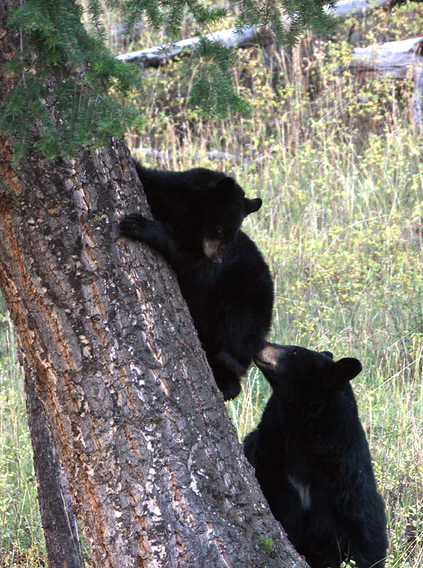 Mom and cub