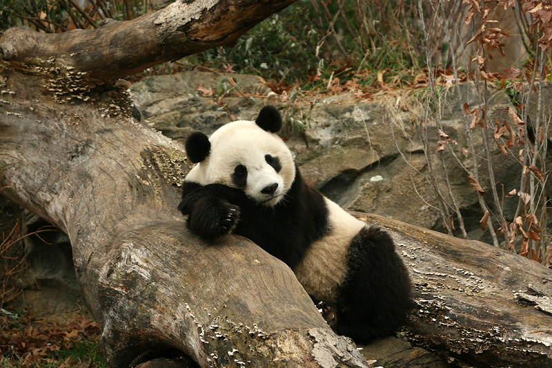 Tai Shan