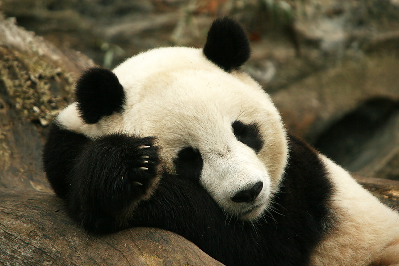Tai Shan