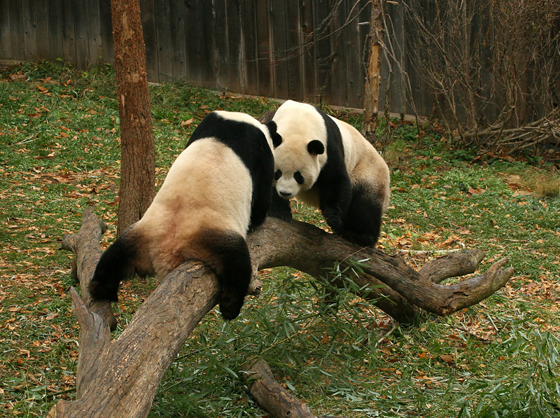 Mei Xiang & Tian Tian