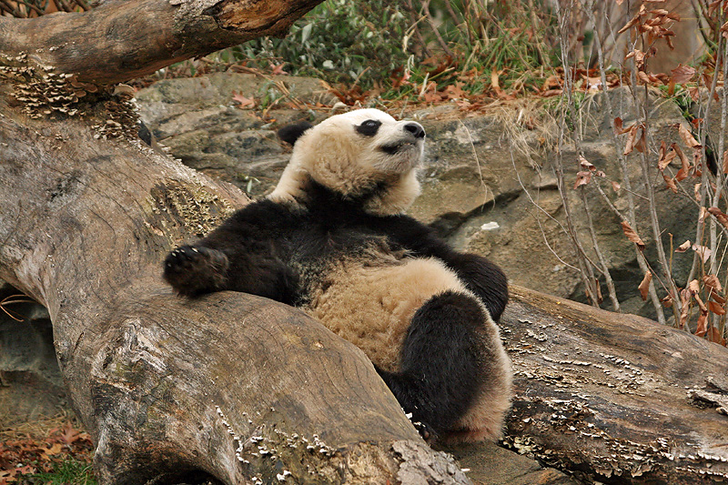 Tai Shan