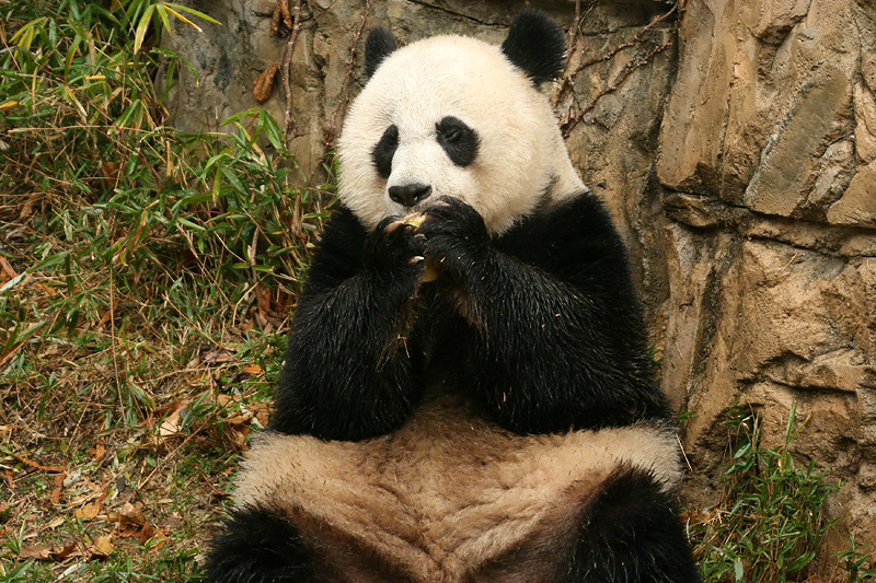 Mei Xiang enjoys her fruitsicle