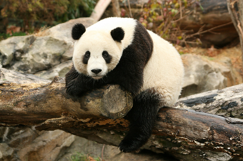 Tai Shan posing for his fans