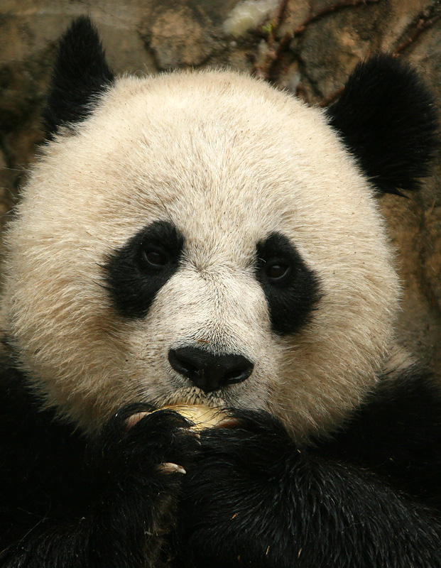 Mei Xiang
