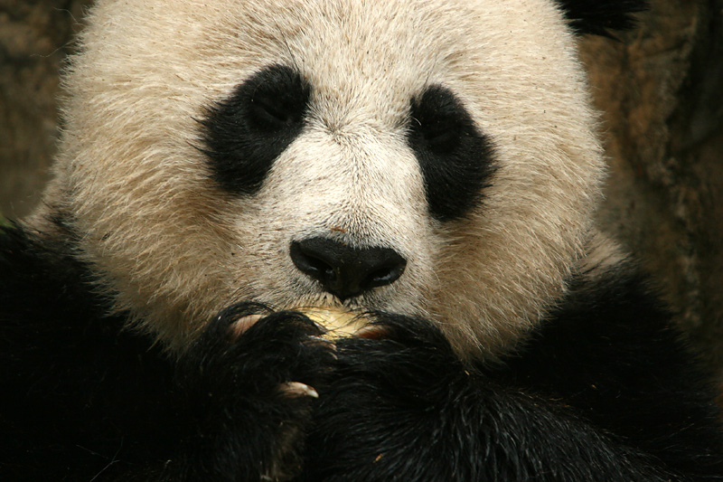 Mei Xiang