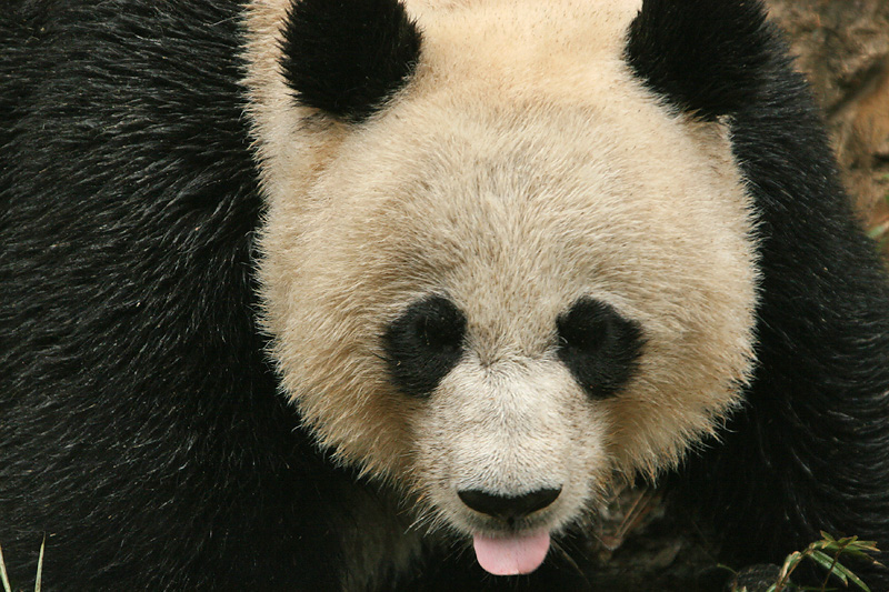 Mei Xiang