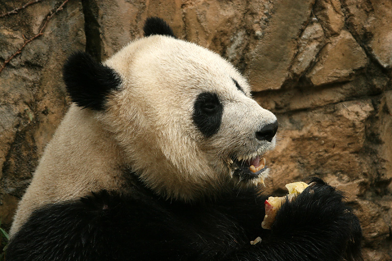 Mei Xiang