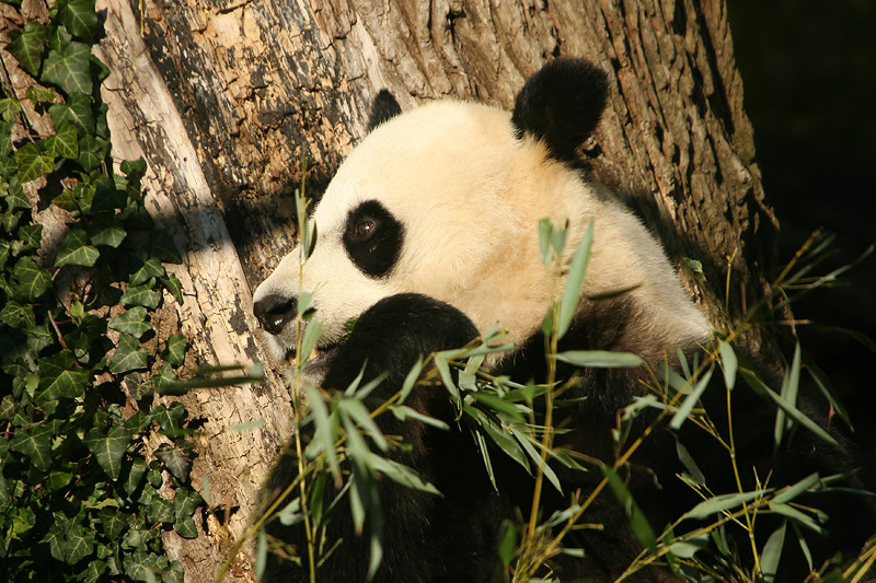 Mei Xiang enjoys the morning sun