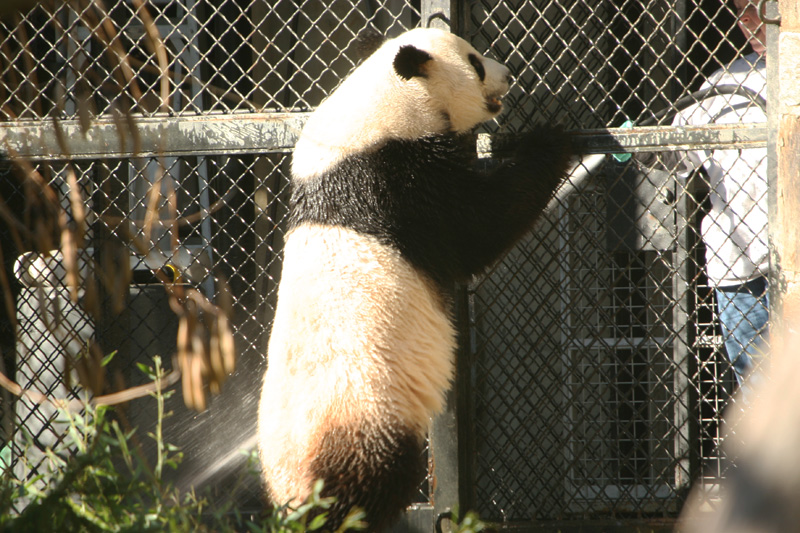 Mei Xiang getting sprayed with the waterhose