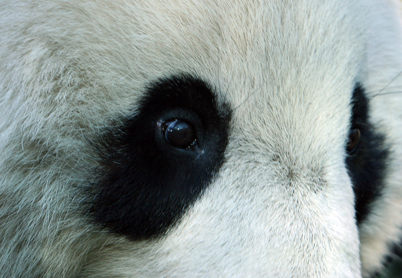 Tai Shan close up