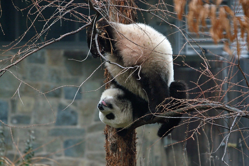 Tai Shan showing off