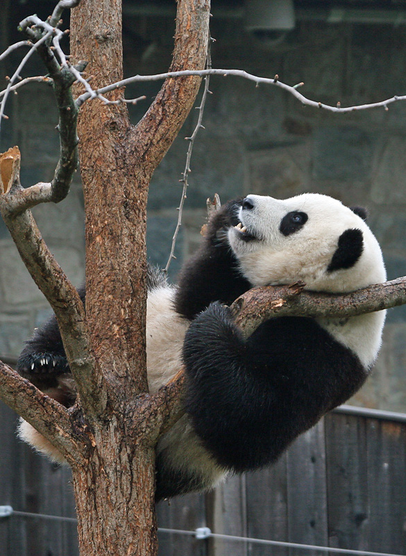 Tai Shan
