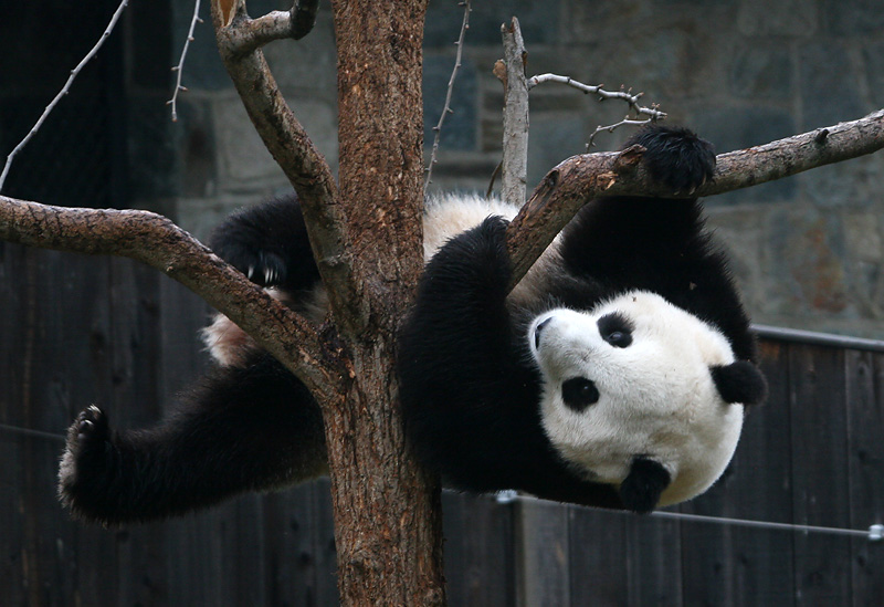 Tai Shan